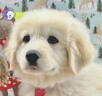 Rescue Great Pyrenees Dogs for Adoption in Spring, Texas - Laramie | PetCurious