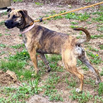 Mixed Breed Dogs Available for Adoption in Warrensburg, Missouri - Six | PetCurious