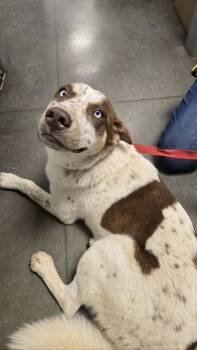 Rescue Cattle Dog and Siberian Husky Dogs for Adoption in Fresno, California - Nacho | PetCurious