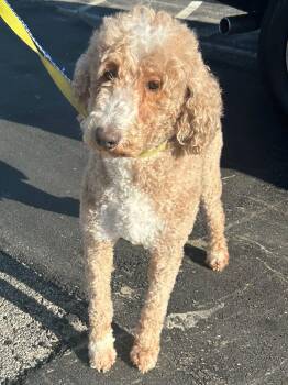 PEARL -  Poodle Dog for Adoption in Elyria, Ohio - PEARL | PetCurious