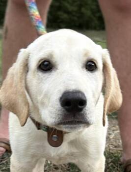 Taffy -  Labrador Retriever and Golden Retriever Dog for Adoption in Watertown, Connecticut - Taffy | PetCurious