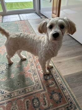 Rescue Maltese Dogs for Adoption in Dallas, Pennsylvania - SHIRLEY | PetCurious