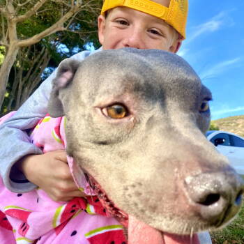 Rescue American Staffordshire Terrier Dogs for Adoption in San Juan Capistrano, California - Gigi | PetCurious