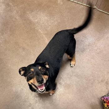 Roddy -  Chihuahua Dog for Adoption in Flagstaff, Arizona - Roddy | PetCurious