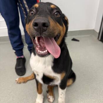 Rottweiler Dogs Available for Adoption in Abilene, Texas - Tux | PetCurious