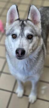 Izzy -  Alaskan Malamute Dog for Adoption in White Cloud, Michigan - Izzy | PetCurious