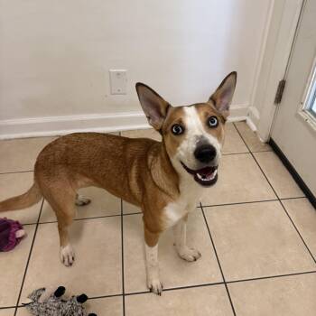 Biscuit -  Mixed Breed Dog for Adoption in Hendersonville, Tennessee - Biscuit | PetCurious