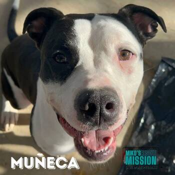 Muneca -  Pit Bull Terrier and American Staffordshire Terrier Dog for Adoption in Torrance, California - Muneca | PetCurious