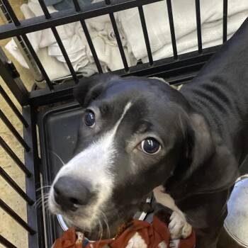 Tundra -  Black Labrador Retriever and Mixed Breed Dog for Adoption in Tanner, Alabama - Tundra | PetCurious