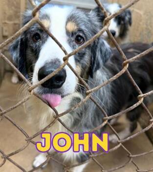 John -  Australian Shepherd Dog for Adoption in Thompson Falls, Montana - John | PetCurious