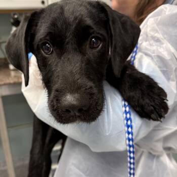 Rescue Black Labrador Retriever and Terrier Dogs for Adoption in Greenville, South Carolina - Bambi | PetCurious