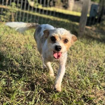 Lady Luck -  Yorkshire Terrier and Terrier Dog for Adoption in Houston, Texas - Lady Luck | PetCurious