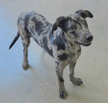 SPIKE 425 -  Catahoula Leopard Dog Dog for Adoption in New Berlin, Wisconsin - SPIKE 425 | PetCurious