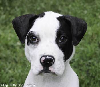 Boxer and Beagle Dogs Available for Adoption in Nashville, Tennessee - Gallax | PetCurious