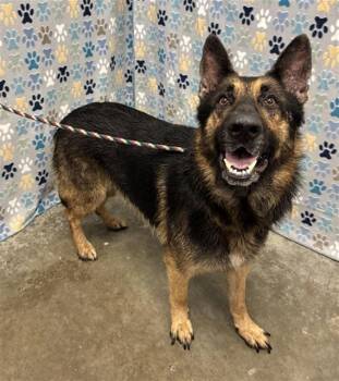 German Shepherd Dog Dogs Available for Adoption in Rosenberg, Texas - CLUE | PetCurious
