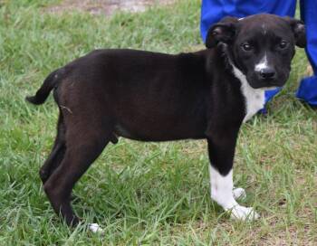 Mixed Breed Dogs Available for Adoption in Kingsland, Georgia - Mickey | PetCurious