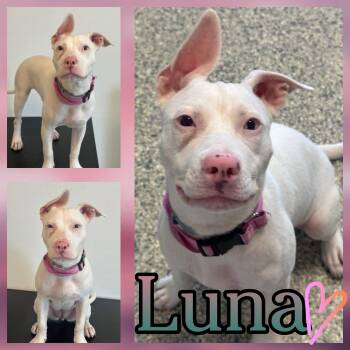 Luna Love -  Pit Bull Terrier and American Staffordshire Terrier Dog for Adoption in Hatfield, Pennsylvania - Luna Love | PetCurious