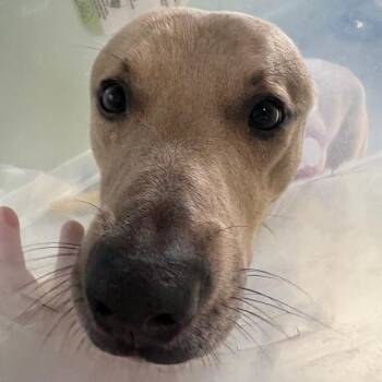 Sparkie -  Mixed Breed Dog for Adoption in Spokane, Washington - Sparkie | PetCurious