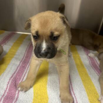 Tobiano 28517 -  Mixed Breed Dog for Adoption in Middleburg, Florida - Tobiano 28517 | PetCurious