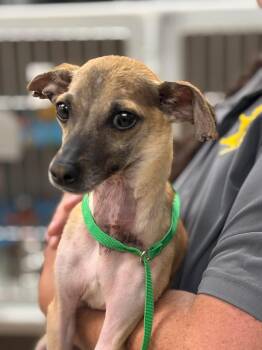 Dobby -  Chihuahua Dog for Adoption in Batavia, New York - Dobby | PetCurious