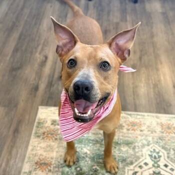 Sydney So Loving -  Pit Bull Terrier and American Staffordshire Terrier Dog for Adoption in Friendswood, Texas - Sydney So Loving | PetCurious