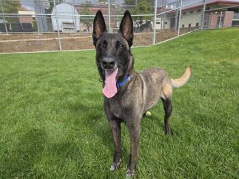 COCO -  Belgian Shepherd Malinois Dog for Adoption in Auburn, California - COCO | PetCurious