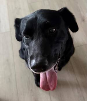 BUD/BUBBA -  Labrador Retriever Dog for Adoption in Moberly, Missouri - BUD/BUBBA | PetCurious