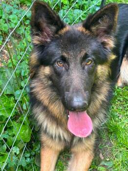 Jessie -  German Shepherd Dog Dog for Adoption in Randolph, Vermont - Jessie | PetCurious