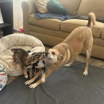 Mixed Breed Dogs Available for Adoption in Flagstaff, Arizona - Queen | PetCurious