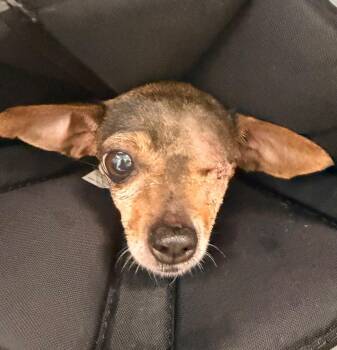 Sisi -  Chihuahua Dog for Adoption in Cape Coral, Florida - Sisi | PetCurious