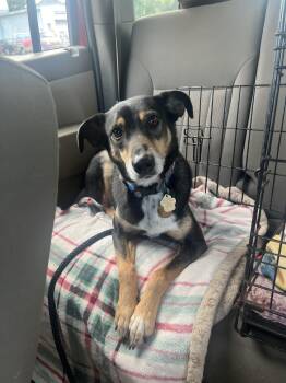 Mouse -  German Shepherd Dog Dog for Adoption in New Orleans, Louisiana - Mouse | PetCurious