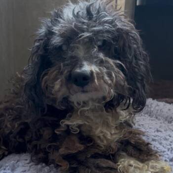 Poodle Dogs Available for Adoption in Los Angeles, California - Papa John A2265883 | PetCurious