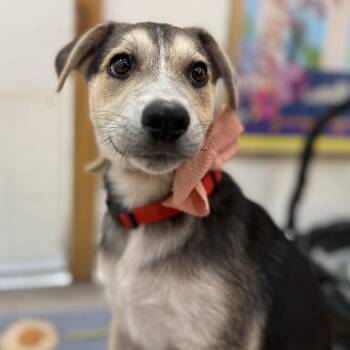 Labrador Retriever and Pit Bull Terrier Dogs Available for Adoption in Friendswood, Texas - Rosie Reed | PetCurious