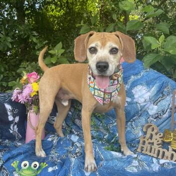 Gus -  Beagle and Hound Dog for Adoption in Sebring, Florida - Gus | PetCurious