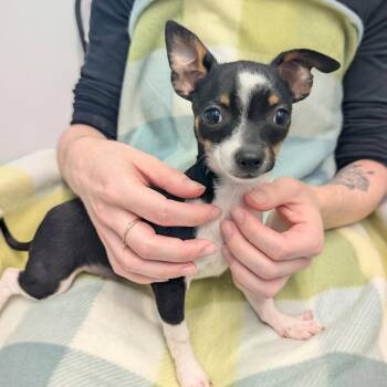 Chihuahua Dogs Available for Adoption - PETUNIA | PetCurious