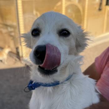 Chester -  Jack Russell Terrier Dog for Adoption in Deming, New Mexico - Chester | PetCurious