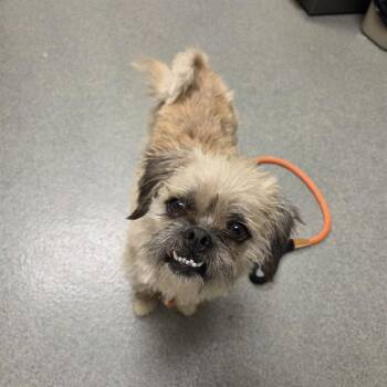 Terrier and Pug Dogs Available for Adoption in Ontario, California - SALLY | PetCurious