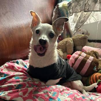 Paxton -  Terrier and Mixed Breed Dog for Adoption in Rochester, Minnesota - Paxton | PetCurious