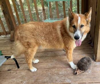 Rescue Collie Dogs for Adoption in Gainesville, Florida - RICKY | PetCurious