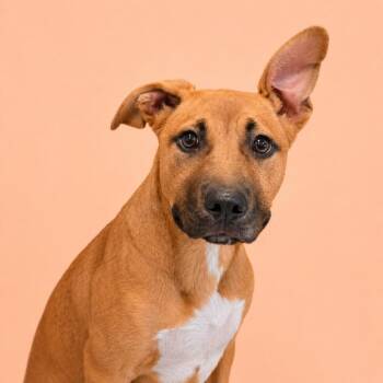Pit Bull Terrier Dogs Available for Adoption in Concord, North Carolina - Peaches | PetCurious