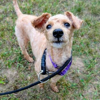 Sparkler -  Miniature Poodle and Mixed Breed Dog for Adoption in Grand Rapids, Michigan - Sparkler | PetCurious