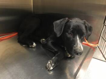 Labrador Retriever Dogs Available for Adoption in Tustin, California - ATHENA | PetCurious