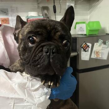 French Bulldog Dogs Available for Adoption in Edinburg, Texas - Loki | PetCurious