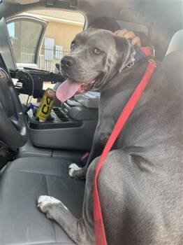 Rescue Cane Corso Dogs for Adoption in Houston, Texas - DONA | PetCurious