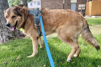 BROCK -  Shepherd Dog for Adoption in Broomfield, Colorado - BROCK | PetCurious