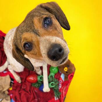 Rumi -  Mixed Breed Dog for Adoption in Bentonville, Arkansas - Rumi | PetCurious