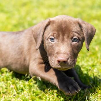 Mixed Breed Dogs Available for Adoption in Wilmington, Delaware - Nutty Buddy | PetCurious