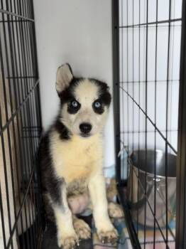 Birdie -  Husky Dog for Adoption in Lakeland, Florida - Birdie | PetCurious