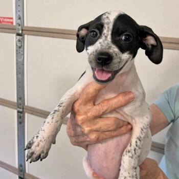 Nancy -  Jack Russell Terrier and Pointer Dog for Adoption in Semmes, Alabama - Nancy | PetCurious