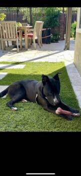 Terrier and Border Collie Dogs Available for Adoption in New Haven, Connecticut - Veggie | PetCurious